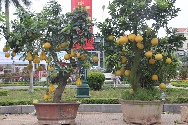 Những cây cảnh Tết giá trên trời dành cho đại gia